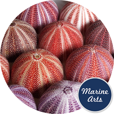 8601 - Sea Urchin Cornish Feature 12cm +